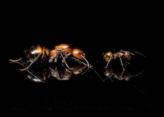 Camponotus nicobarensis 30 tot 35 werksters