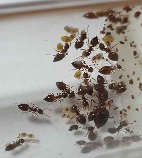 Crematogaster sordidula 20 tot 25 werksters