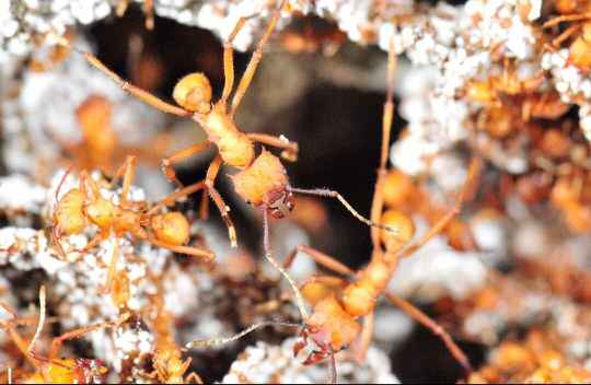 Bladsnijdersmieren (Acromyrmex octospinosus) 50 tot 100 werksters