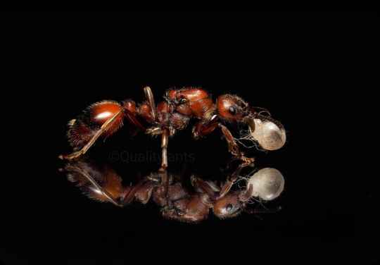 Manica rubida koningin met broed