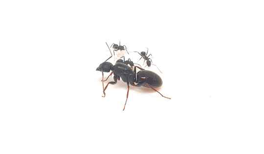 Camponotus schoutedeni 3 tot 5 werksters