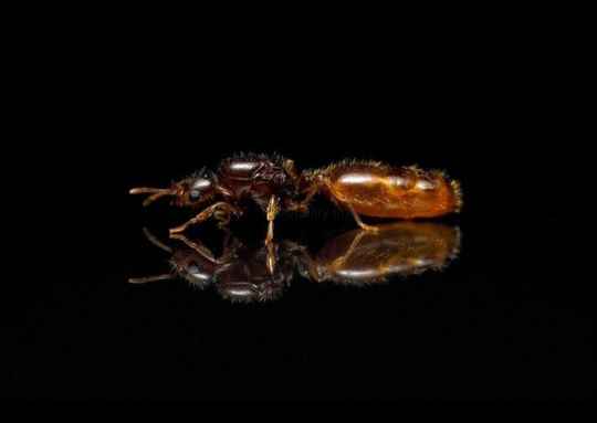 Solenopsis fugax 2 koninginnen