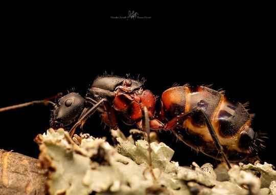 Camponotus cruentatus 1 tot 5 werksters